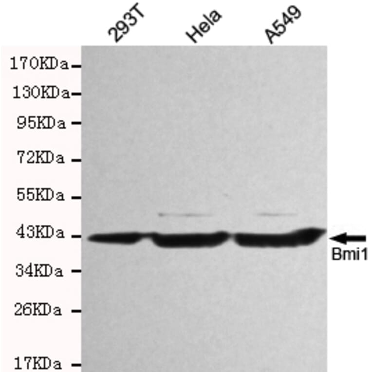 Western blot - Bmi1 Monoclonal Antibody from Signalway Antibody (27170) - Antibodies.com