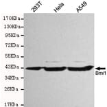 Western blot - Bmi1 Monoclonal Antibody from Signalway Antibody (27170) - Antibodies.com