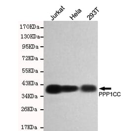 Western blot - PP1C Monoclonal Antibody from Signalway Antibody (27177) - Antibodies.com