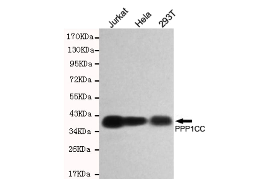 Western blot - PP1C Monoclonal Antibody from Signalway Antibody (27177) - Antibodies.com