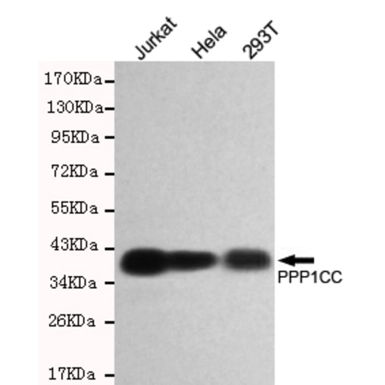 Western blot - PP1C Monoclonal Antibody from Signalway Antibody (27177) - Antibodies.com