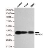 Western blot - PP1C Monoclonal Antibody from Signalway Antibody (27177) - Antibodies.com