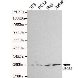 Western blot - GRB2 Monoclonal Antibody from Signalway Antibody (27180) - Antibodies.com