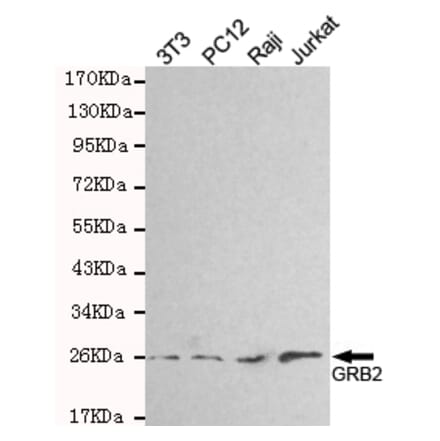 Western blot - GRB2 Monoclonal Antibody from Signalway Antibody (27180) - Antibodies.com