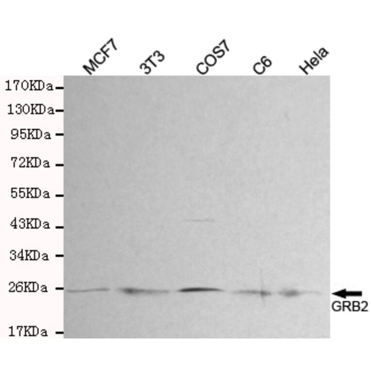 Western blot - GRB2 Monoclonal Antibody from Signalway Antibody (27180) - Antibodies.com