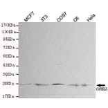 Western blot - GRB2 Monoclonal Antibody from Signalway Antibody (27180) - Antibodies.com