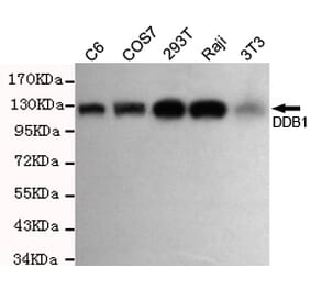 Western blot - DDB1 Monoclonal Antibody from Signalway Antibody (27204) - Antibodies.com