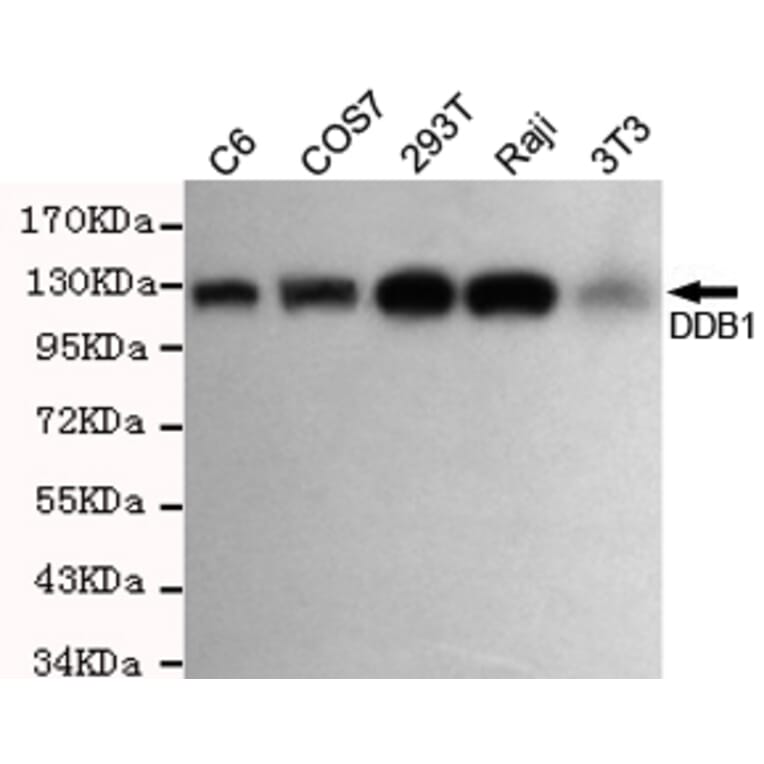 Western blot - DDB1 Monoclonal Antibody from Signalway Antibody (27204) - Antibodies.com