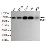 Western blot - DDB1 Monoclonal Antibody from Signalway Antibody (27204) - Antibodies.com