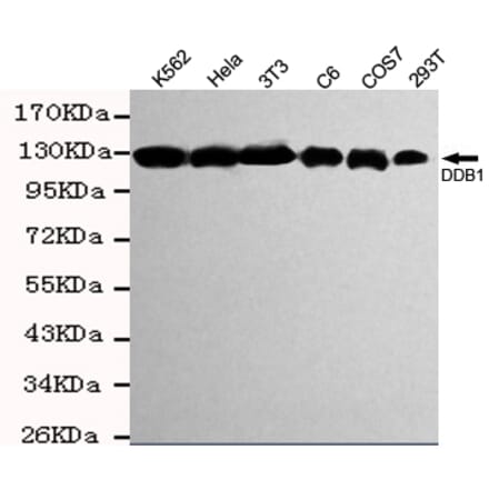Western blot - DDB1 Monoclonal Antibody from Signalway Antibody (27205) - Antibodies.com