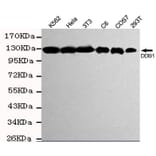 Western blot - DDB1 Monoclonal Antibody from Signalway Antibody (27205) - Antibodies.com