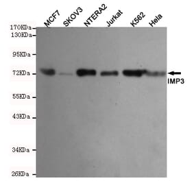Western blot - IMP3 Monoclonal Antibody from Signalway Antibody (27206) - Antibodies.com