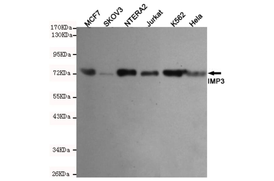 Western blot - IMP3 Monoclonal Antibody from Signalway Antibody (27206) - Antibodies.com
