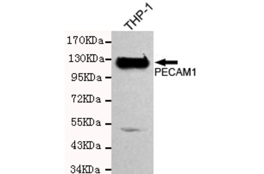Western blot - CD31 Monoclonal Antibody from Signalway Antibody (27207) - Antibodies.com