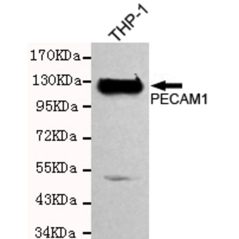 Western blot - CD31 Monoclonal Antibody from Signalway Antibody (27207) - Antibodies.com