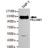 Western blot - CD31 Monoclonal Antibody from Signalway Antibody (27207) - Antibodies.com
