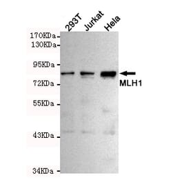 Western blot - MLH1 Monoclonal Antibody from Signalway Antibody (27214) - Antibodies.com