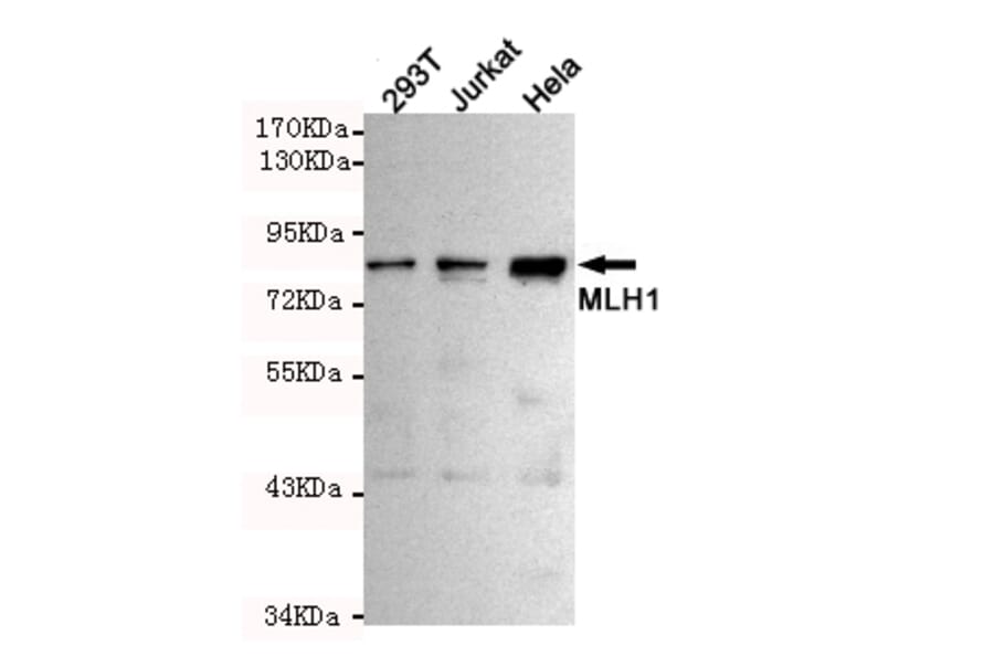 Western blot - MLH1 Monoclonal Antibody from Signalway Antibody (27214) - Antibodies.com