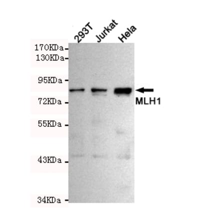Western blot - MLH1 Monoclonal Antibody from Signalway Antibody (27214) - Antibodies.com