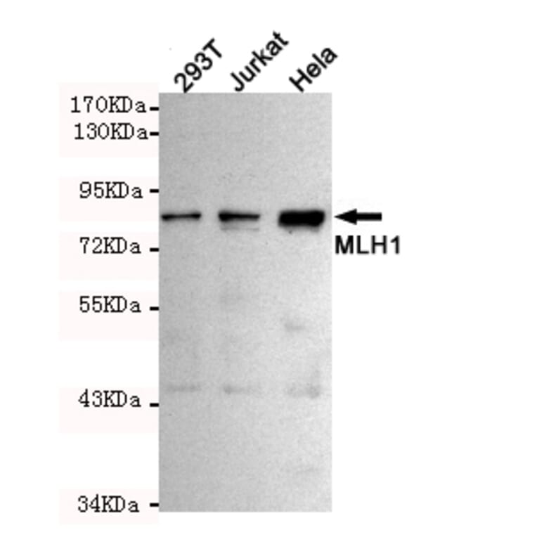 Western blot - MLH1 Monoclonal Antibody from Signalway Antibody (27214) - Antibodies.com