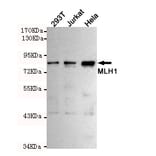 Western blot - MLH1 Monoclonal Antibody from Signalway Antibody (27214) - Antibodies.com