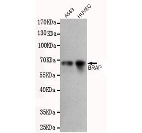 Western blot - BRAP Monoclonal Antibody from Signalway Antibody (27218) - Antibodies.com