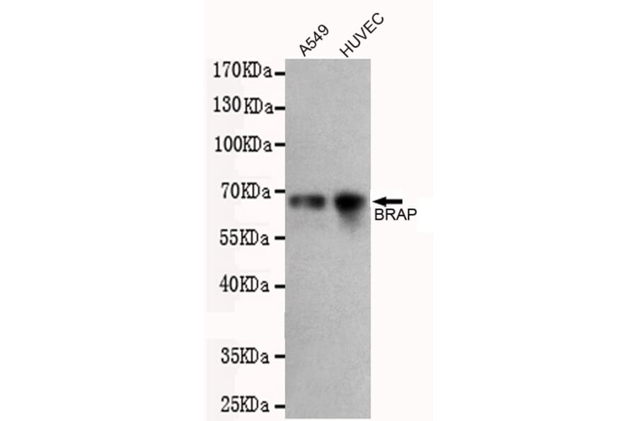 Western blot - BRAP Monoclonal Antibody from Signalway Antibody (27218) - Antibodies.com