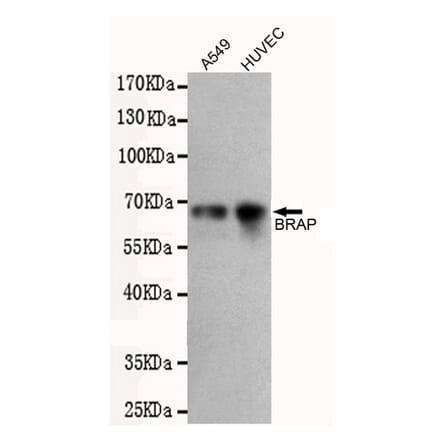 Western blot - BRAP Monoclonal Antibody from Signalway Antibody (27218) - Antibodies.com