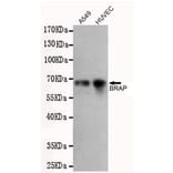 Western blot - BRAP Monoclonal Antibody from Signalway Antibody (27218) - Antibodies.com