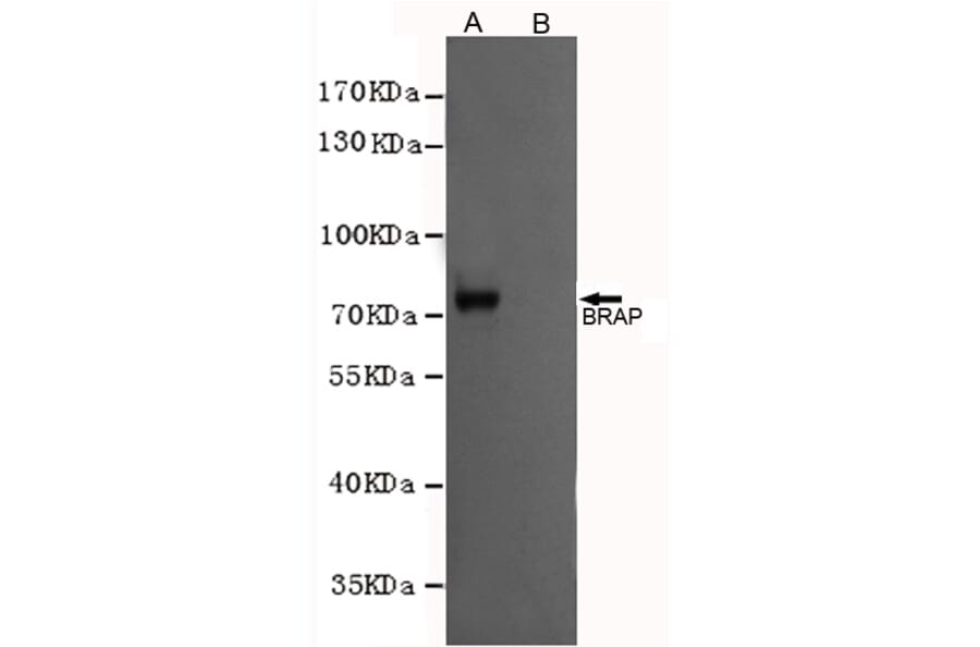 Western blot - BRAP Monoclonal Antibody from Signalway Antibody (27218) - Antibodies.com