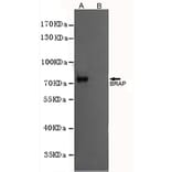 Western blot - BRAP Monoclonal Antibody from Signalway Antibody (27218) - Antibodies.com