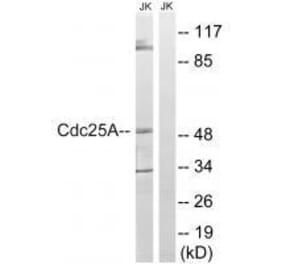 Western blot - CDC25A (Ab-178) Antibody from Signalway Antibody (33209) - Antibodies.com