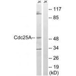 Western blot - CDC25A (Ab-178) Antibody from Signalway Antibody (33209) - Antibodies.com