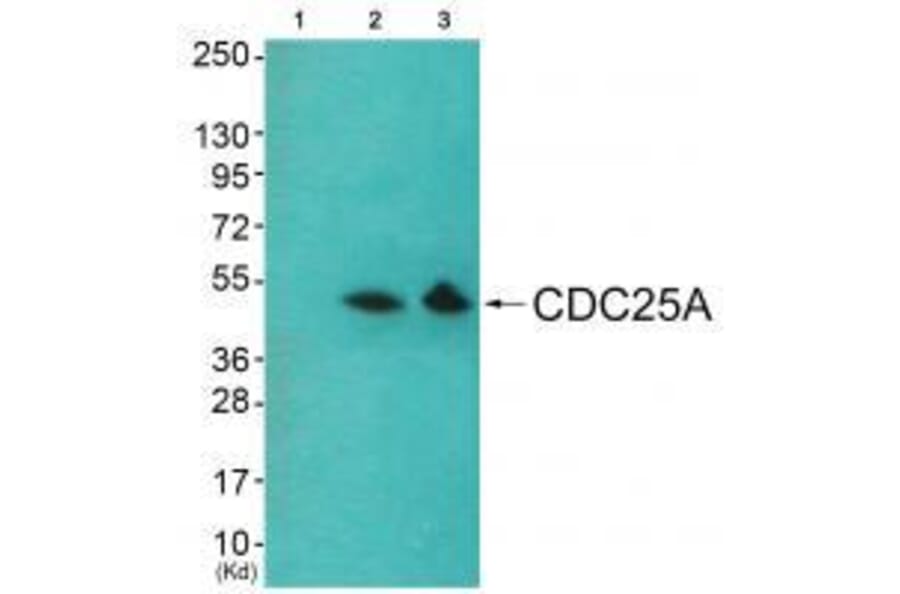 Western blot - CDC25A (Ab-178) Antibody from Signalway Antibody (33209) - Antibodies.com