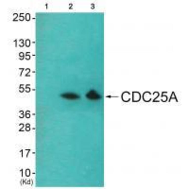 Western blot - CDC25A (Ab-178) Antibody from Signalway Antibody (33209) - Antibodies.com