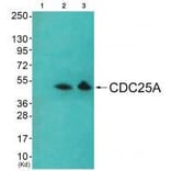 Western blot - CDC25A (Ab-178) Antibody from Signalway Antibody (33209) - Antibodies.com