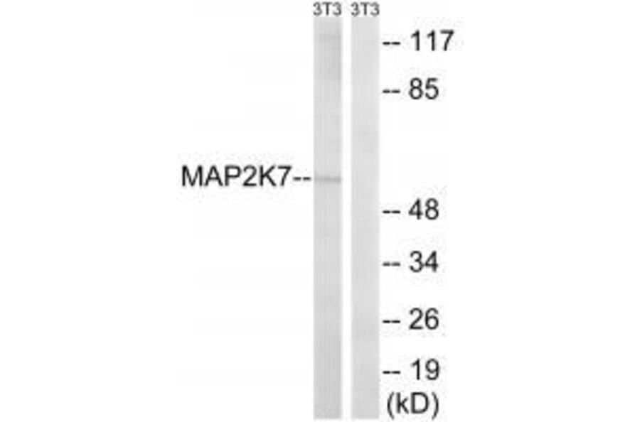Western blot - MAP2K7 (Ab-271) Antibody from Signalway Antibody (33237) - Antibodies.com