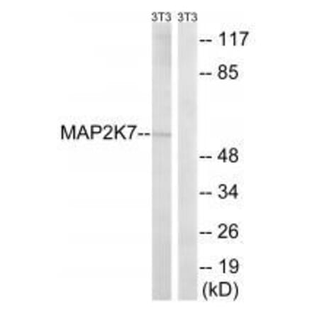 Western blot - MAP2K7 (Ab-271) Antibody from Signalway Antibody (33237) - Antibodies.com