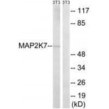Western blot - MAP2K7 (Ab-271) Antibody from Signalway Antibody (33237) - Antibodies.com