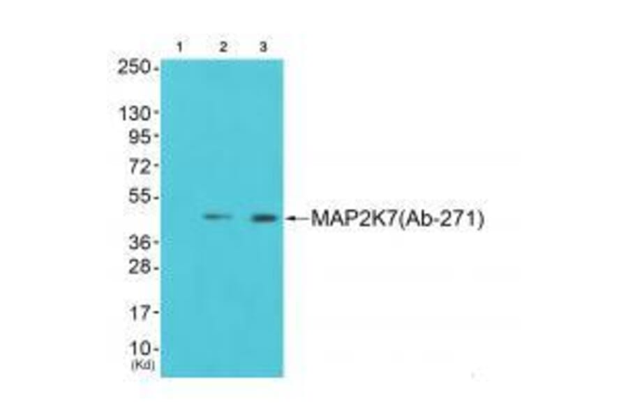 Western blot - MAP2K7 (Ab-271) Antibody from Signalway Antibody (33237) - Antibodies.com