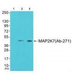 Western blot - MAP2K7 (Ab-271) Antibody from Signalway Antibody (33237) - Antibodies.com