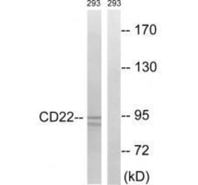 Western blot - BL-CAM (Ab-807) Antibody from Signalway Antibody (33260) - Antibodies.com