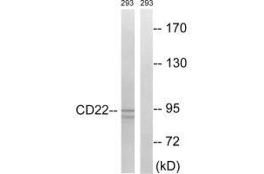 Western blot - BL-CAM (Ab-807) Antibody from Signalway Antibody (33260) - Antibodies.com