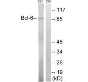 Western blot - Bcl-6 (Ab-333) Antibody from Signalway Antibody (33276) - Antibodies.com