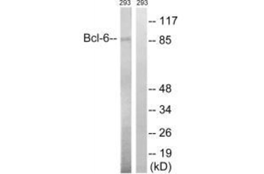 Western blot - Bcl-6 (Ab-333) Antibody from Signalway Antibody (33276) - Antibodies.com