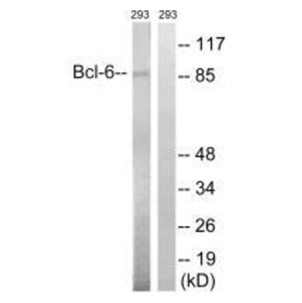 Western blot - Bcl-6 (Ab-333) Antibody from Signalway Antibody (33276) - Antibodies.com