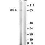 Western blot - Bcl-6 (Ab-333) Antibody from Signalway Antibody (33276) - Antibodies.com