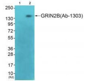 Western blot - GRIN2B (Ab-1303) Antibody from Signalway Antibody (33300) - Antibodies.com