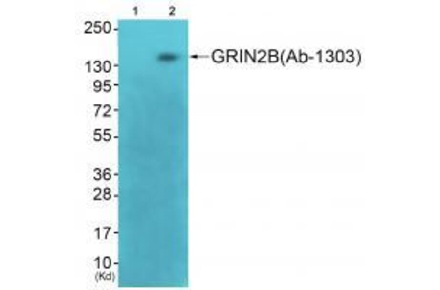 Western blot - GRIN2B (Ab-1303) Antibody from Signalway Antibody (33300) - Antibodies.com