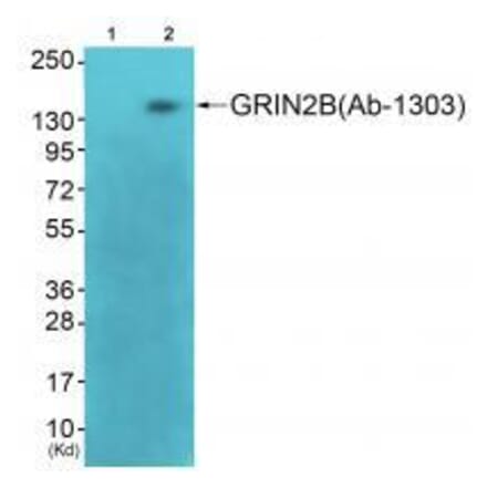 Western blot - GRIN2B (Ab-1303) Antibody from Signalway Antibody (33300) - Antibodies.com